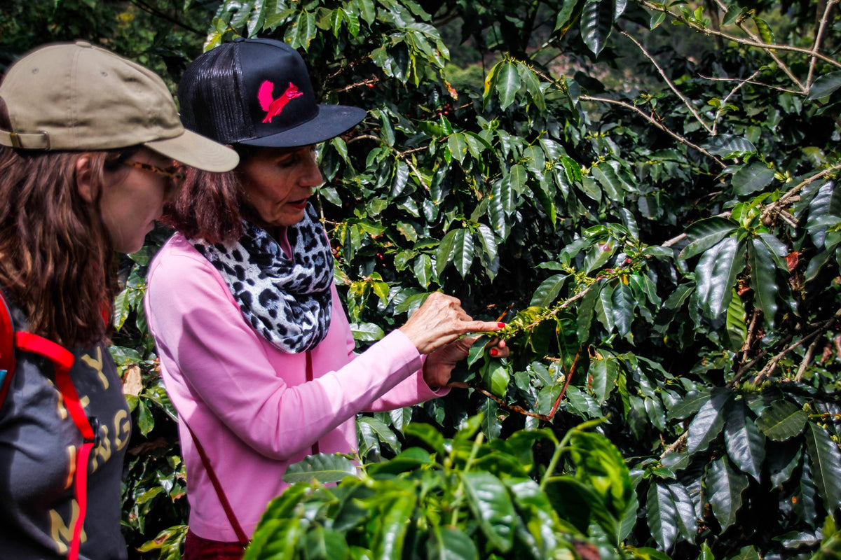 A woman in a pink shirt and cap examining cherries on a coffee branch with a visitor