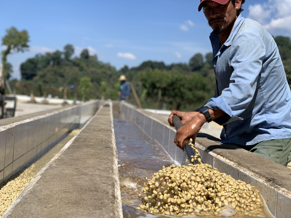 A worker raking washed parchment coffee in concrete washing channels at Finca Santa Ana, hills behind