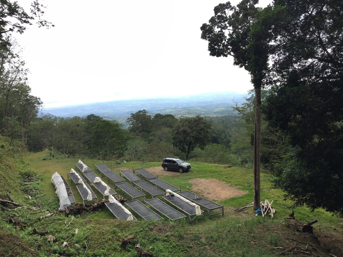Raised drying beds on a grassy hillside at Finca Auromar with a long view over the valley and distant ridge under an overcast sky