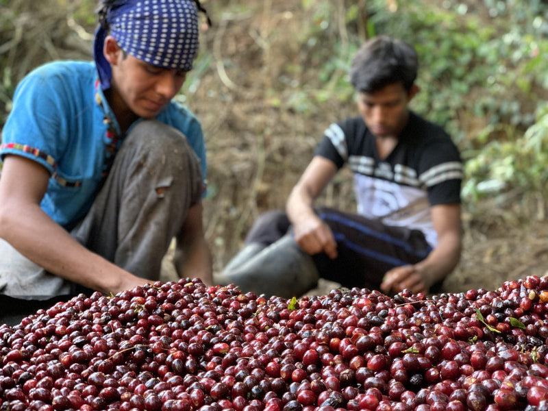 Two people sorting red coffee berries in a natural setting