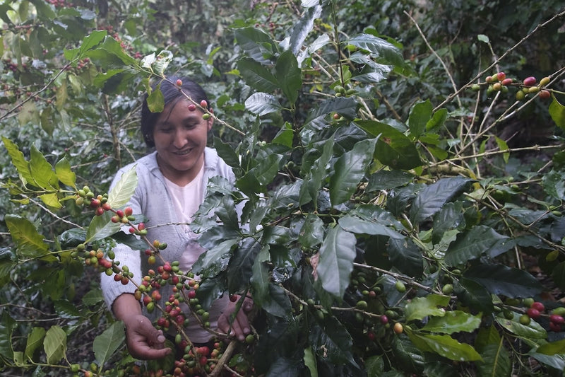 Orígenes | Women’s Group