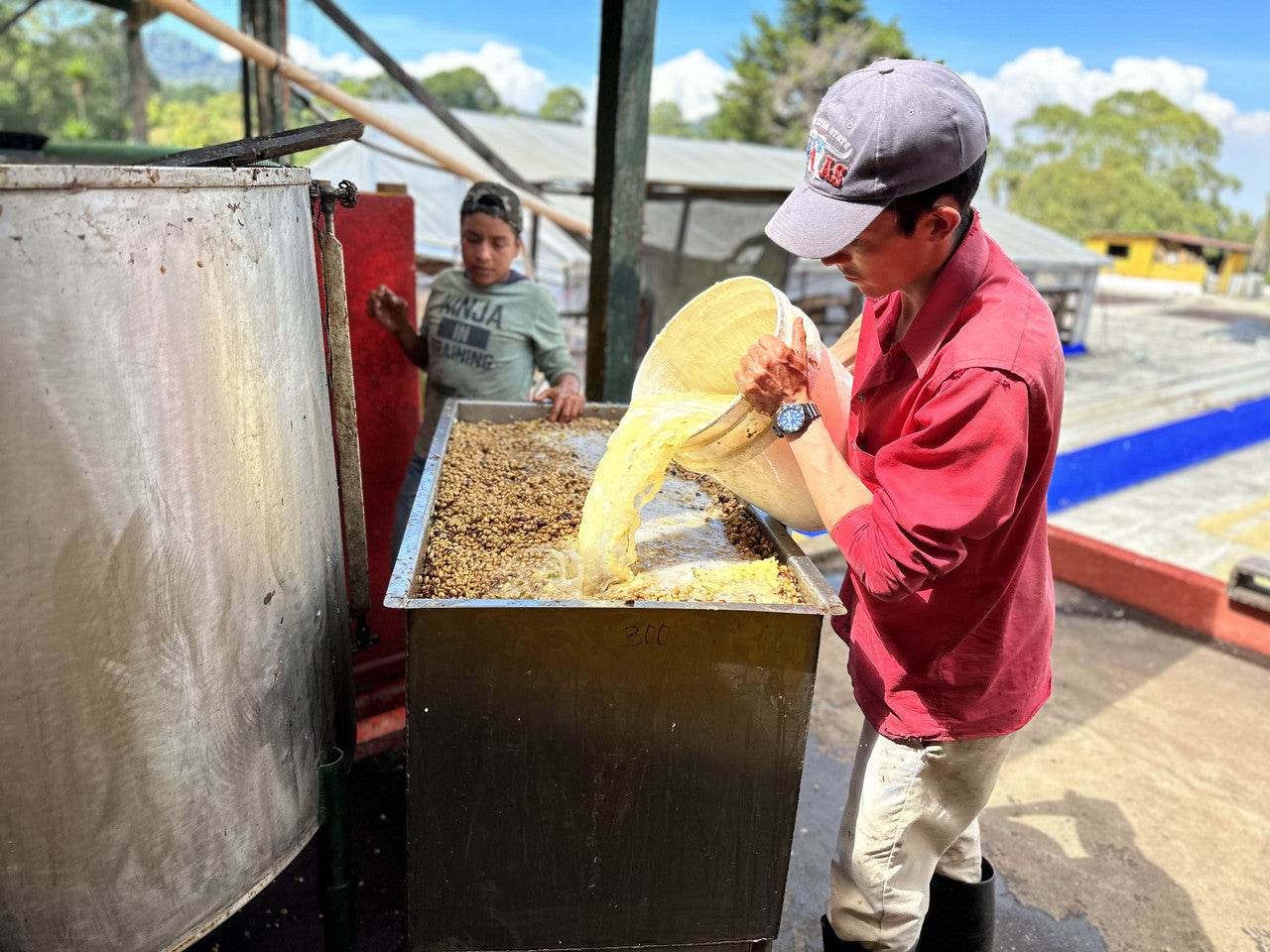 Pineapple Process