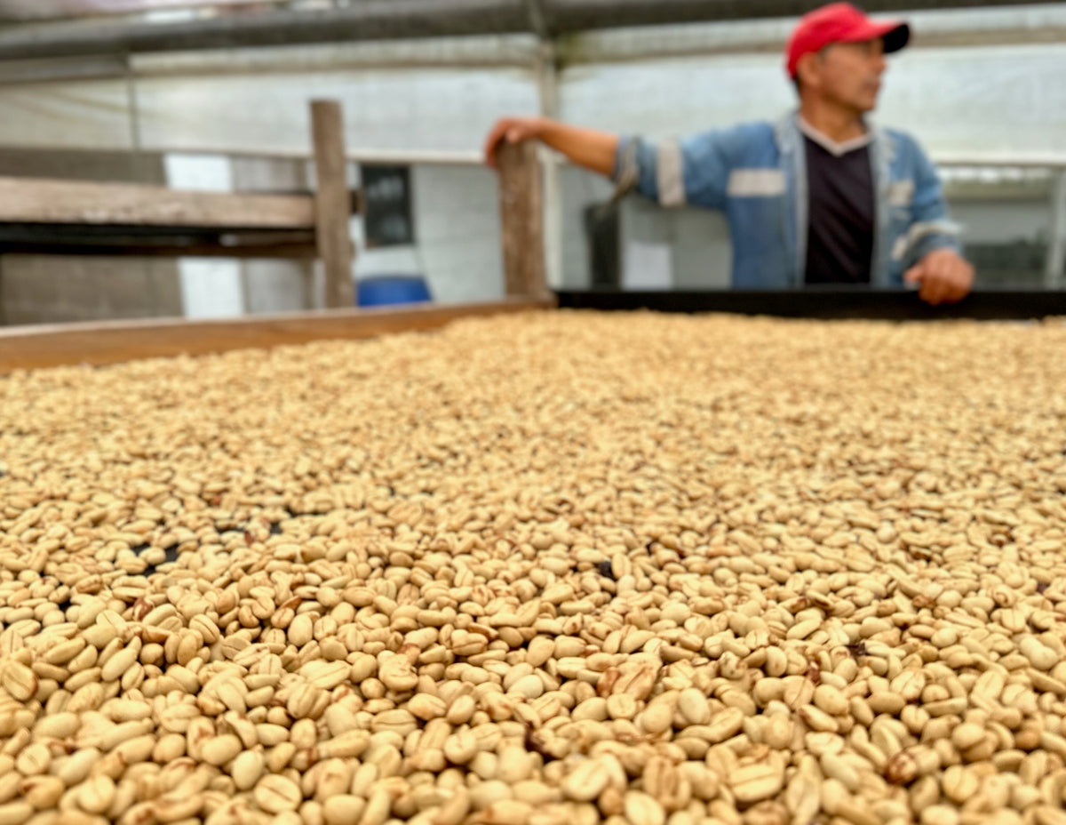 Finca La Carolina