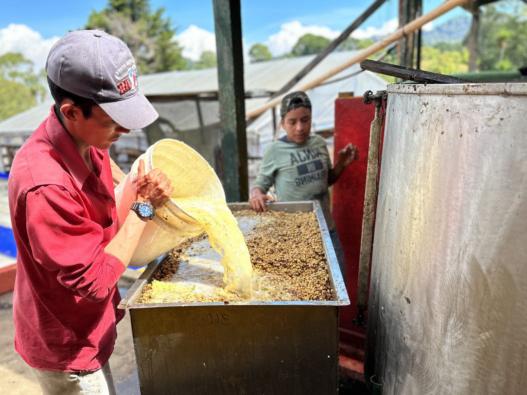 Two people working with washing coffee in pineapple liquid.