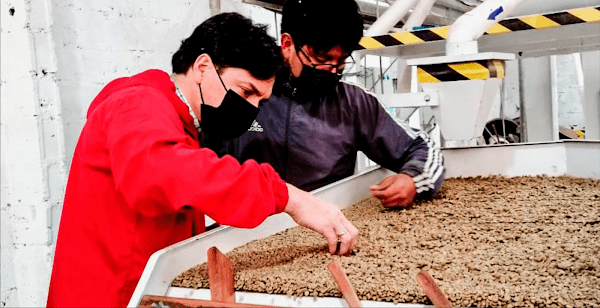 Two people working with a large tray of coffee in an industrial setting