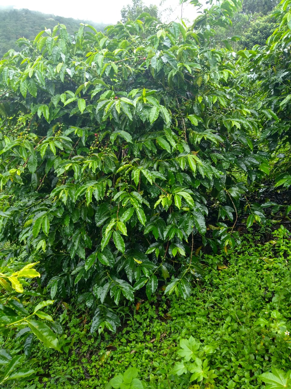 El Porvenir
