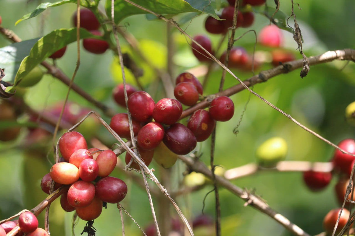 Decaf SWP | Natural Sidama