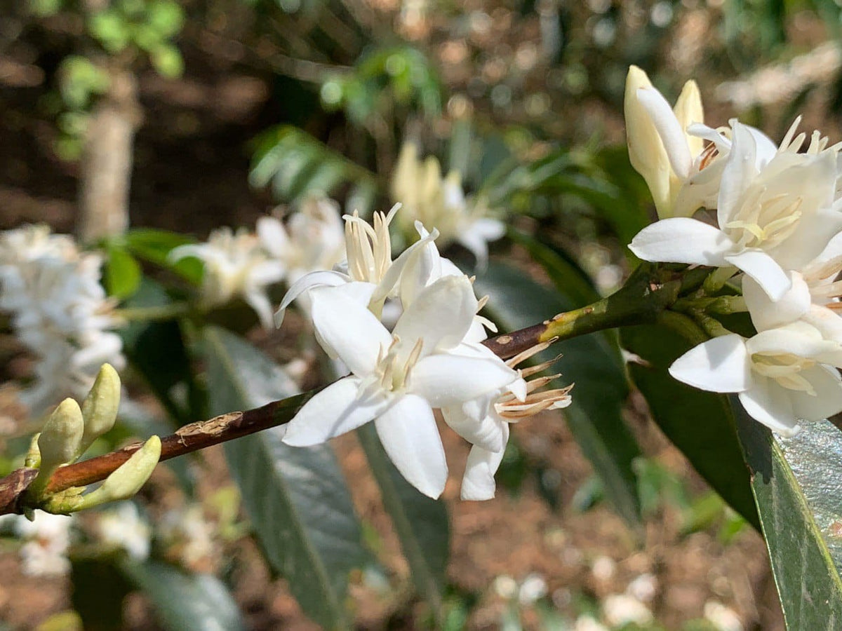 Decaf SWP | Natural Sidama