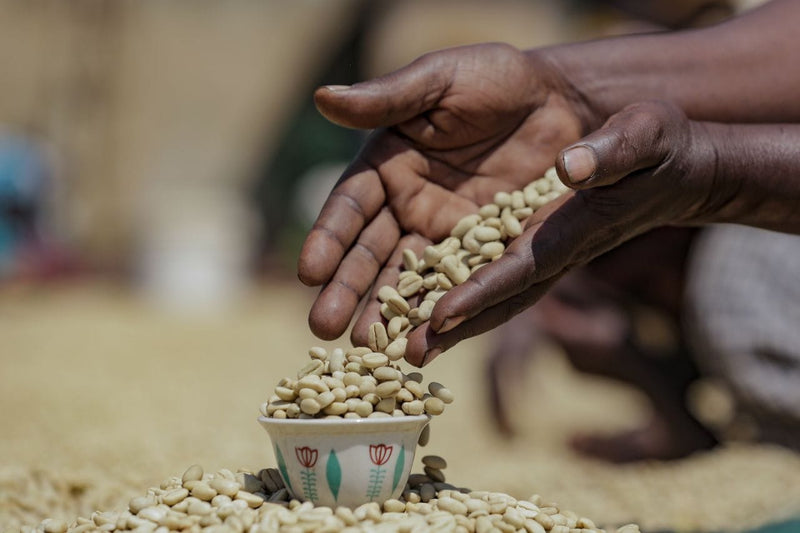 Decaf SWP | Natural Sidama