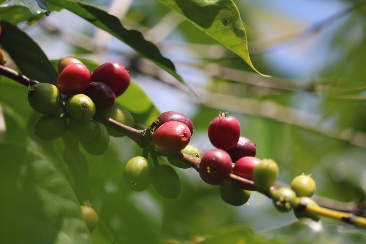 Decaf SWP | Natural Sidama