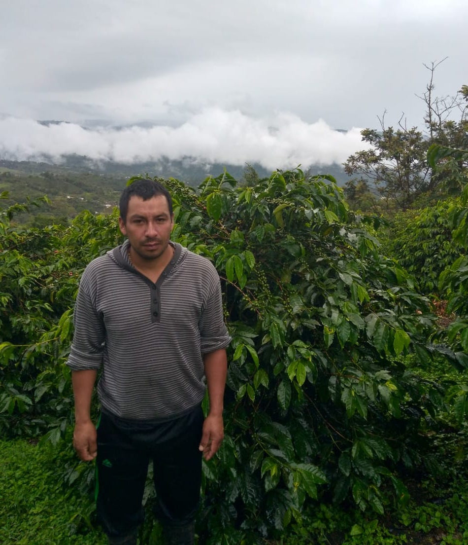 Man standing among coffee plants with a misty mountain landscape in the background