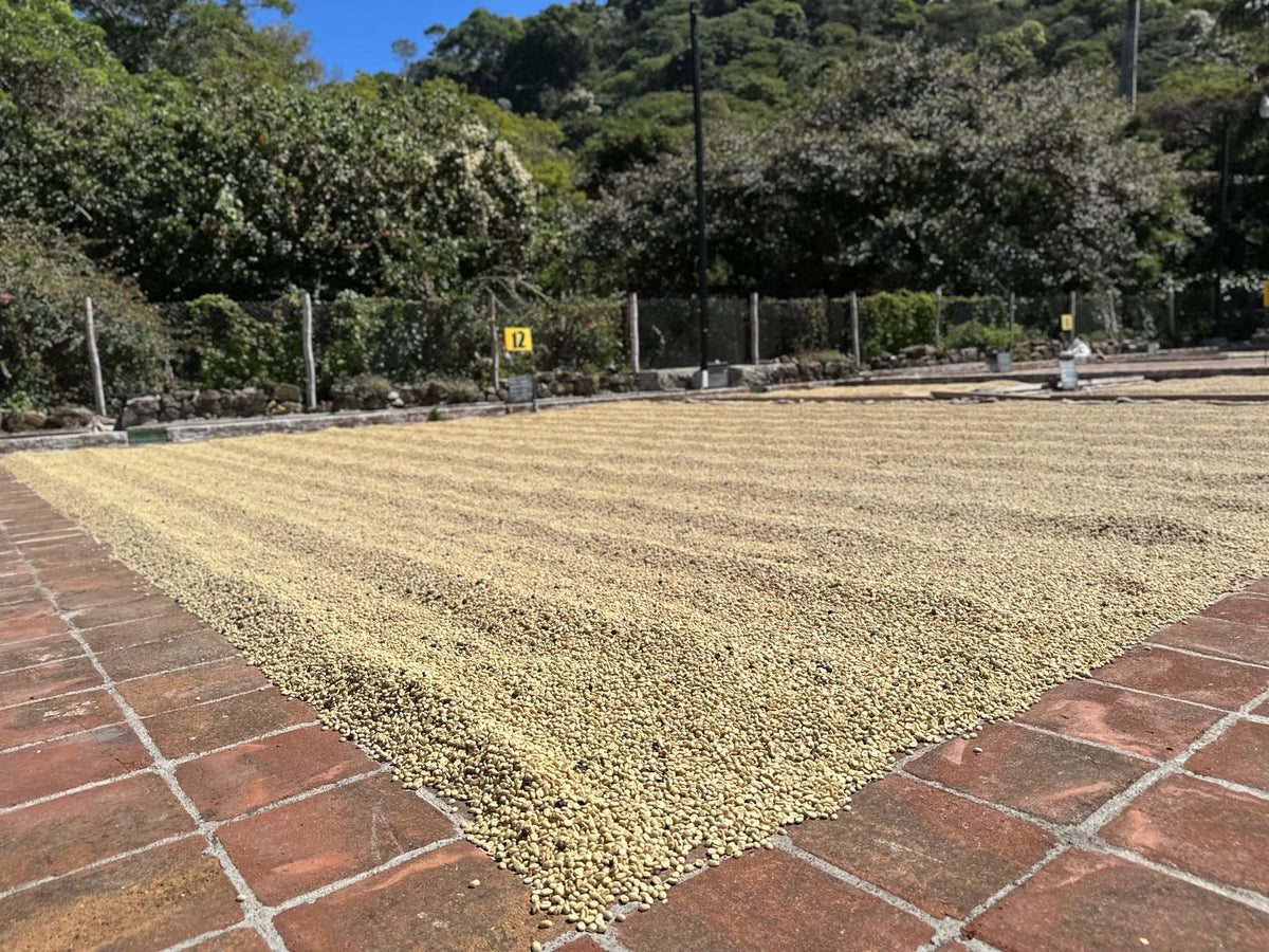 La Avila SL28