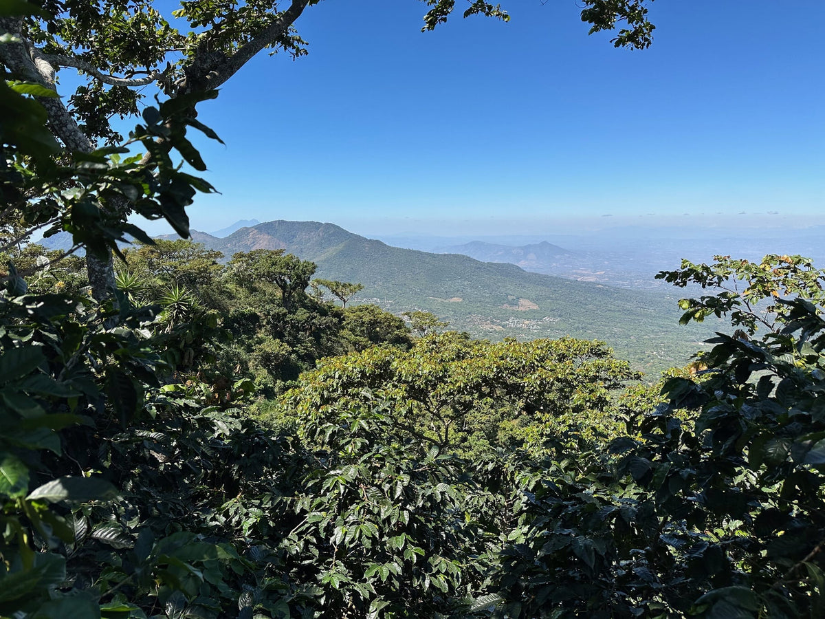 La Avila SL28