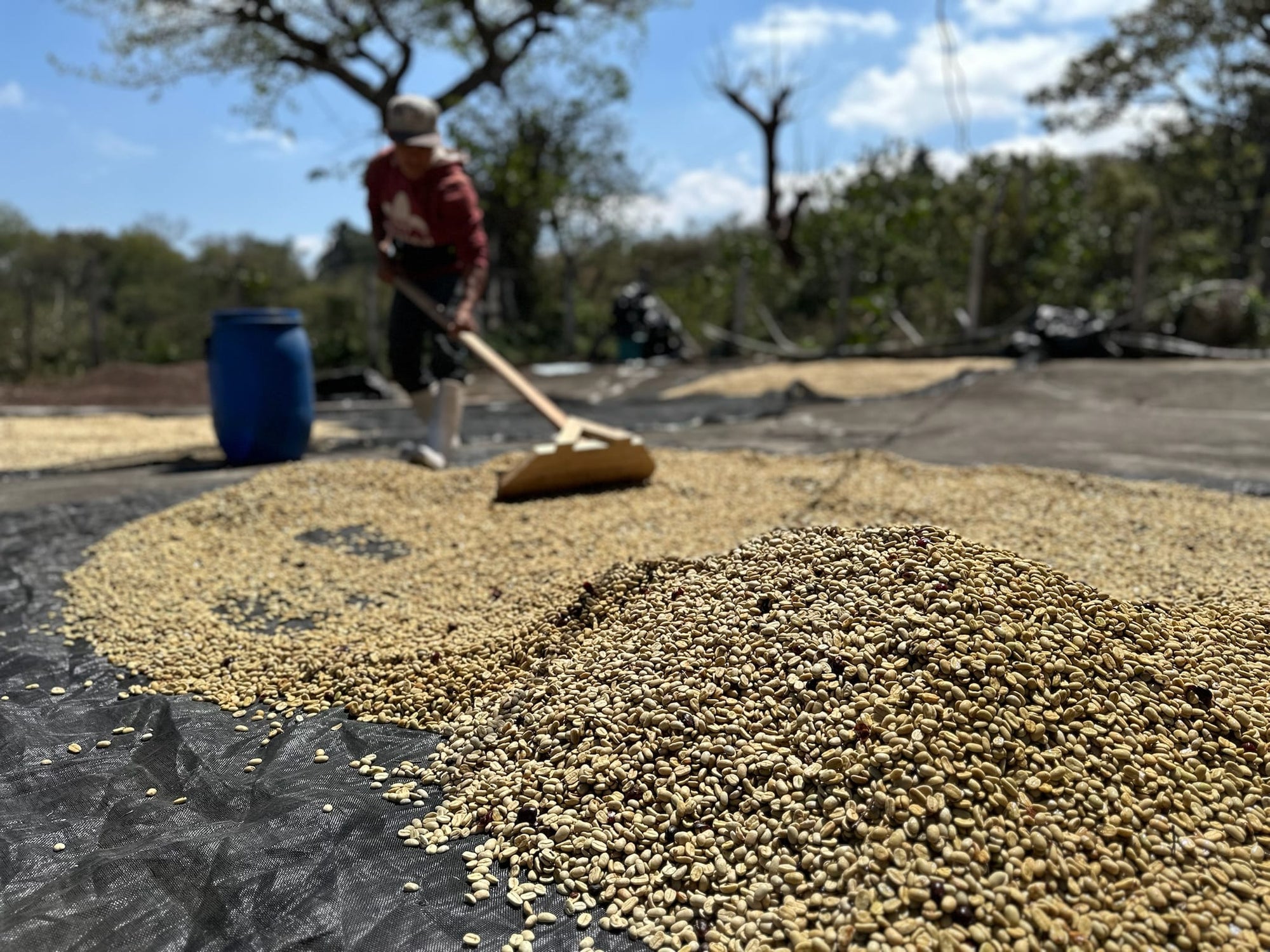 Los Planes Pacamara