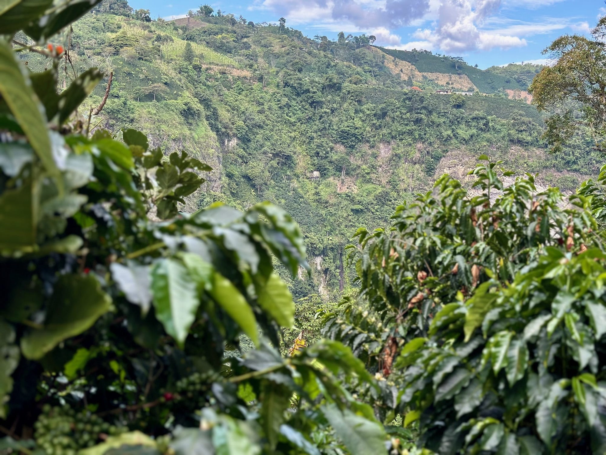 El Chaferote | Pink Bourbon