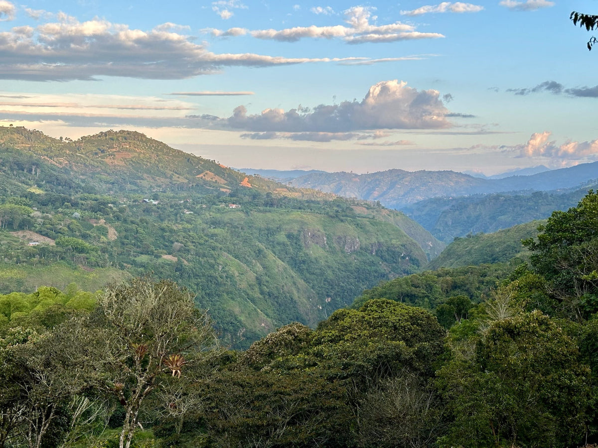 Tolima | Organic