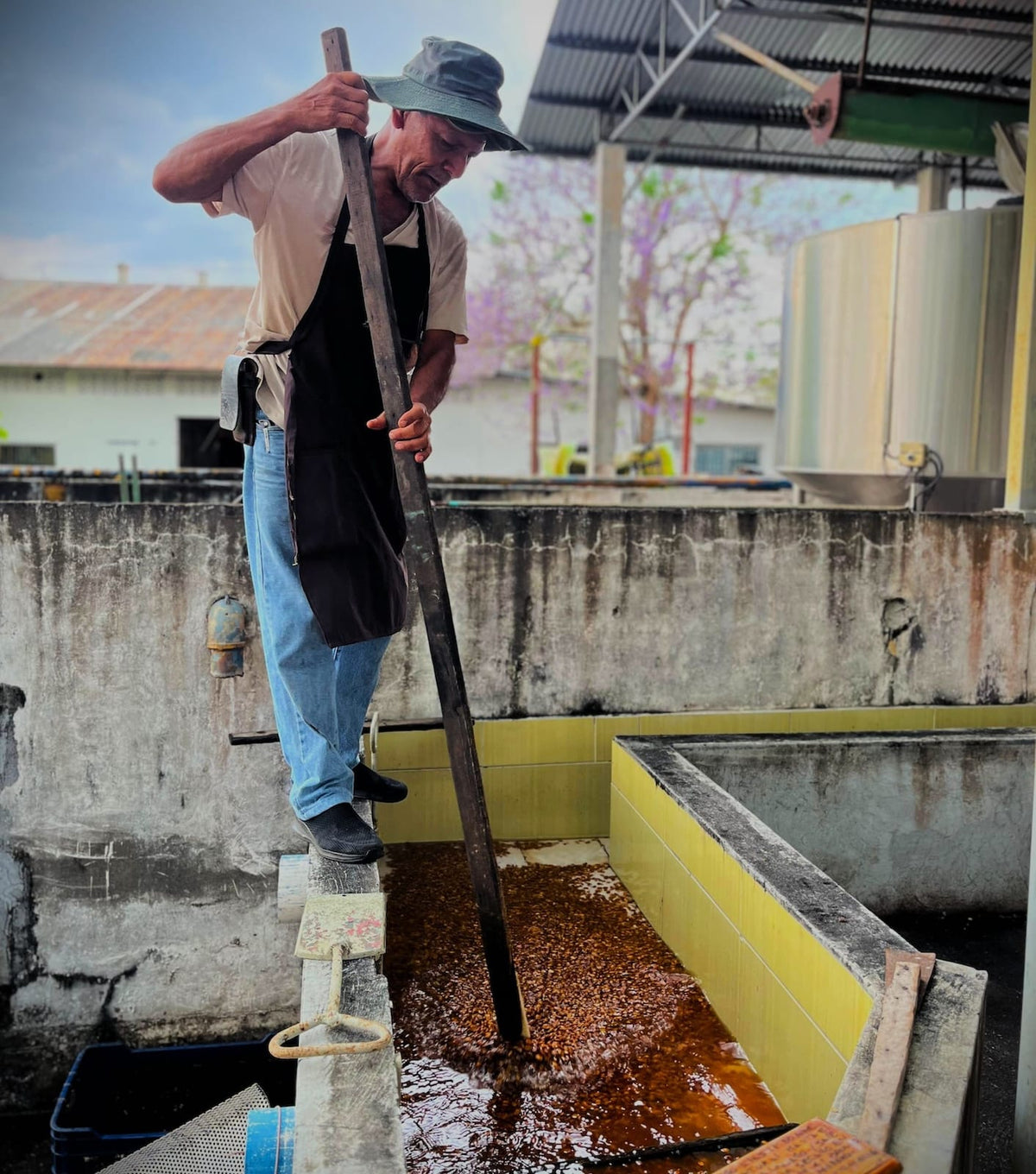 A man wearing a wide-brimmed hat, beige shirt, and black apron stands on a concrete platform in a coffee farm, using a long wooden pole to stir or scoop coffee cherries.