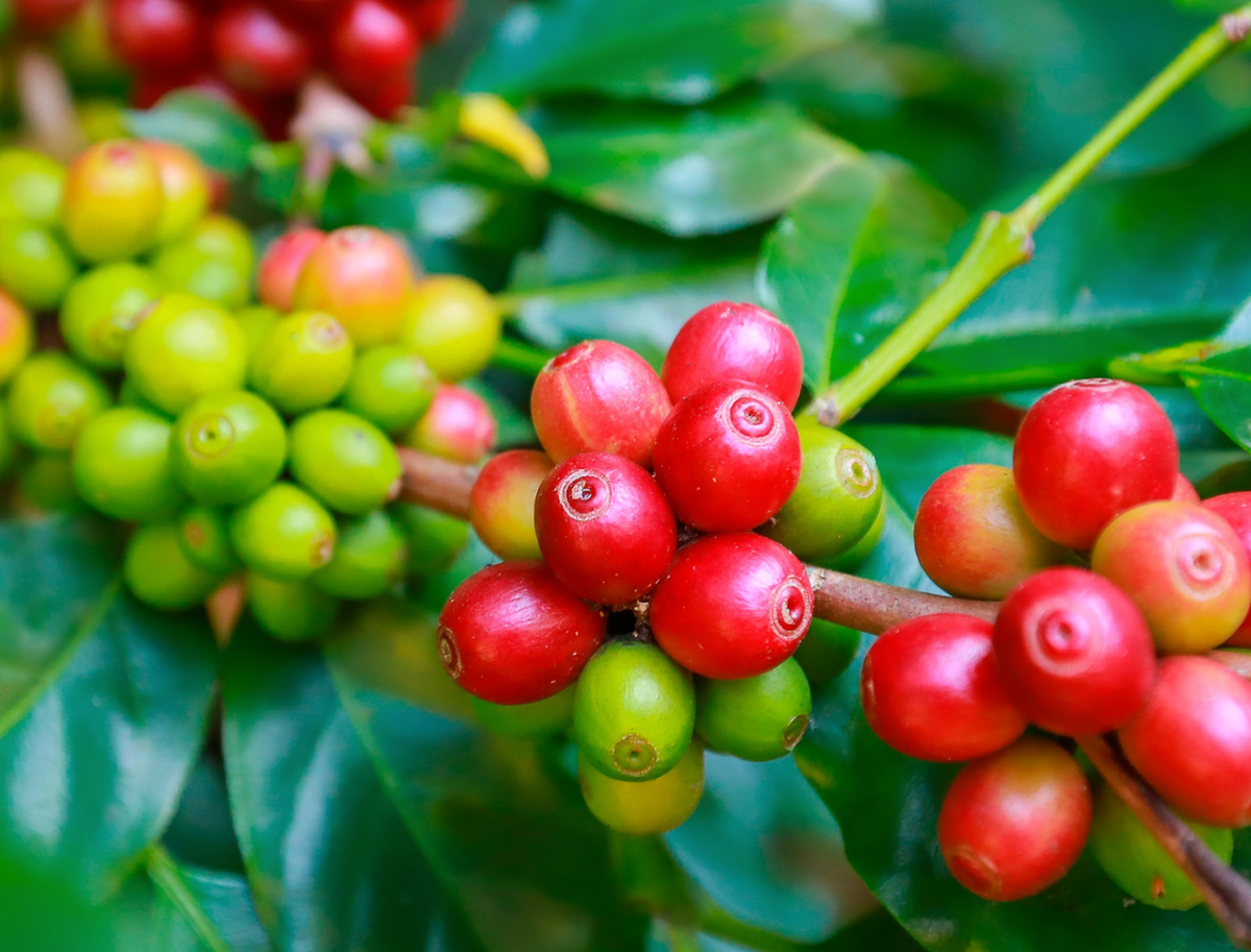 Trapiche Geisha