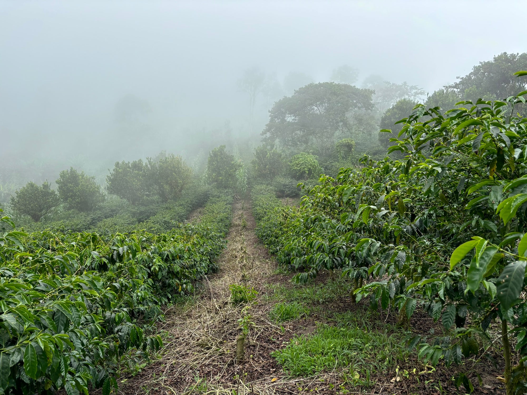 Finca La Carolina