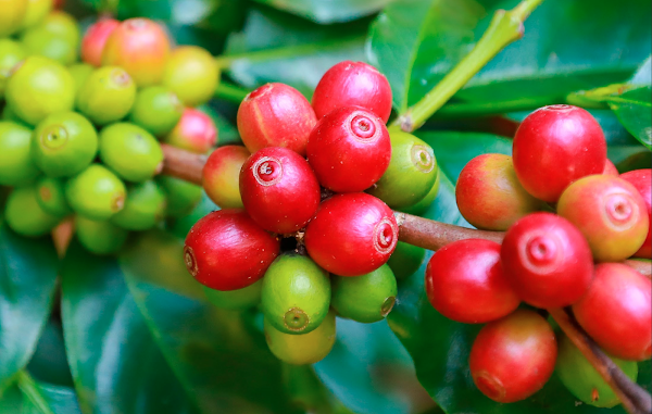 Hacienda La Papaya: Typica Washed