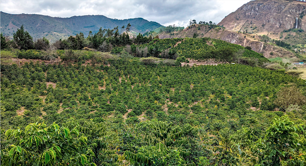 Typica Rum Barrel