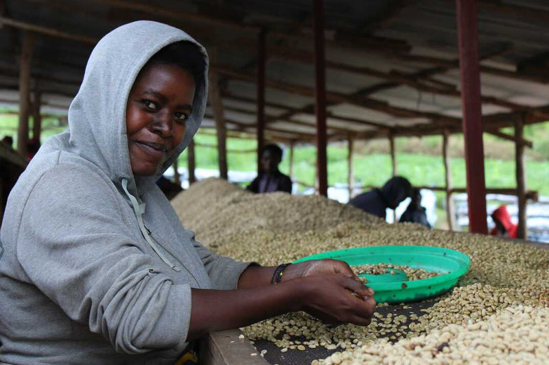 Woman sorting coffee beans in a drying area