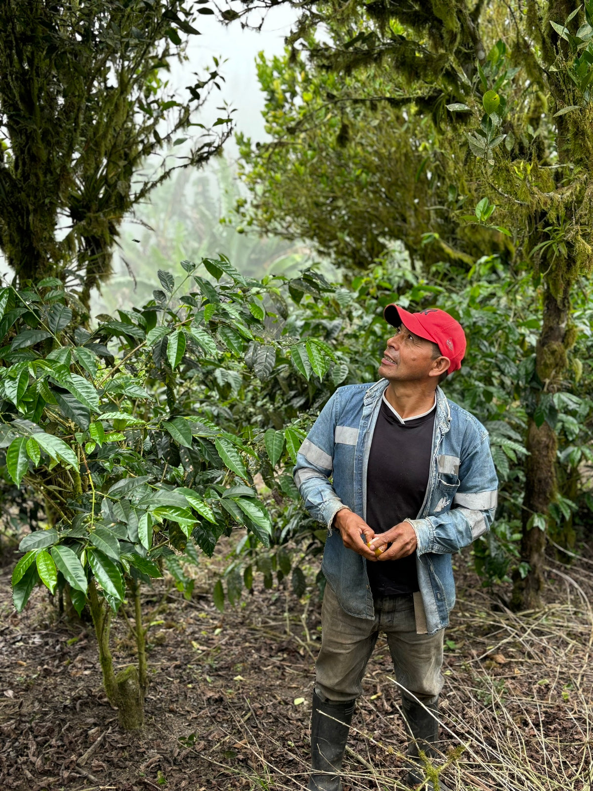 Finca La Carolina