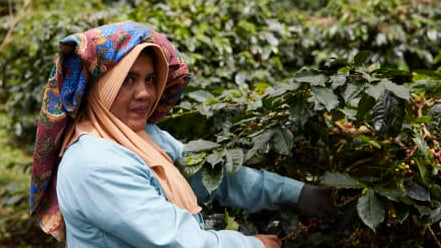 Woman harvesting coffee beans in a coffee plantation