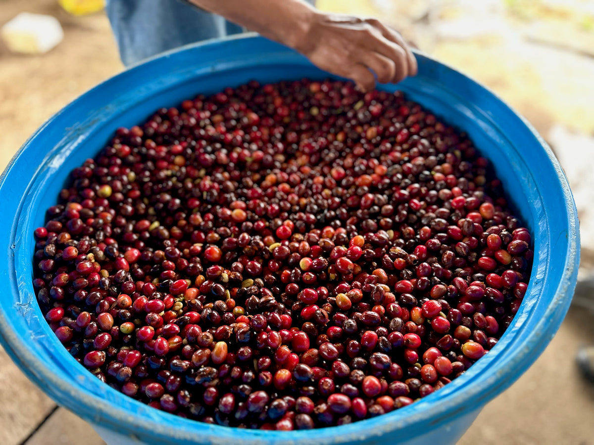 Finca La Carolina