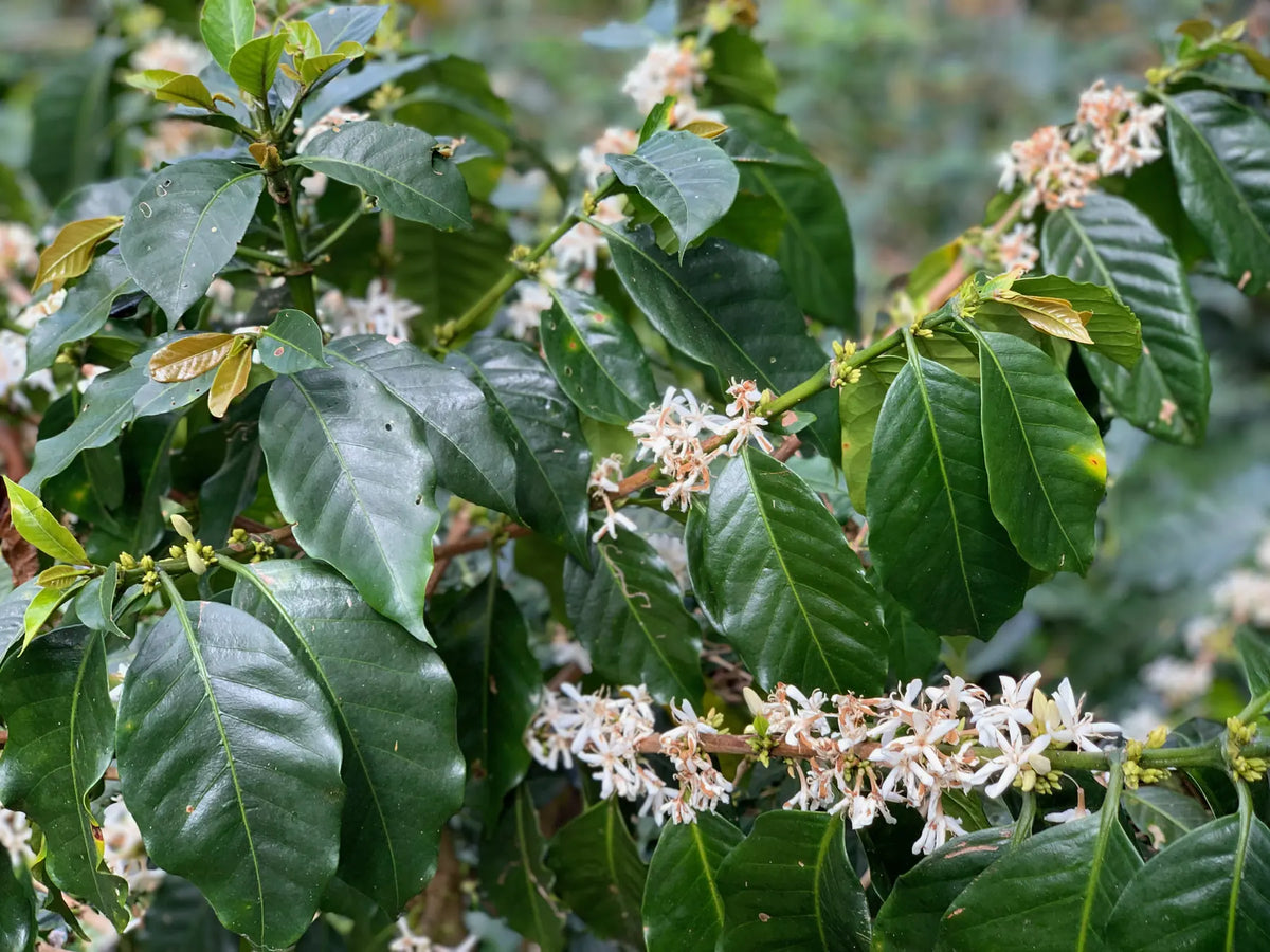 White coffee blossoms on a coffee plant at Las Terrazas
