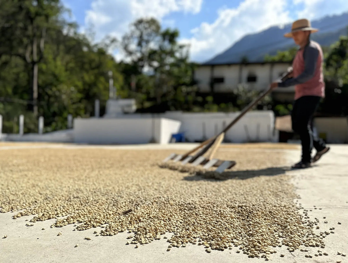 Worker raking parchment coffee on the drying patio at Las Terrazas