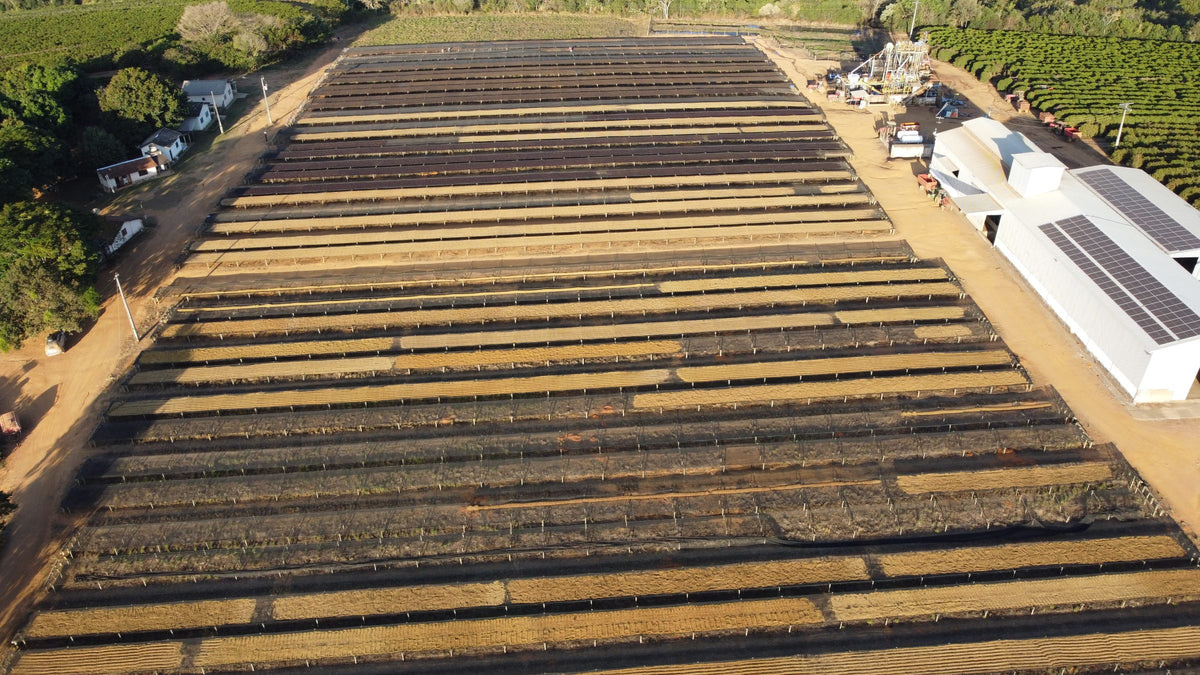 Overhead drone view down long rows of drying beds beside farm buildings