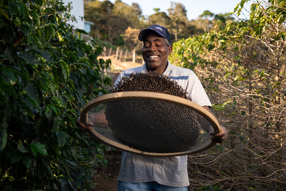 A man grinning while holding a wide sieve of dried natural coffee beside coffee plants