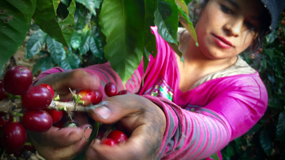 A picker at Finca Los Planes reaching for ripe red cherries on the branch