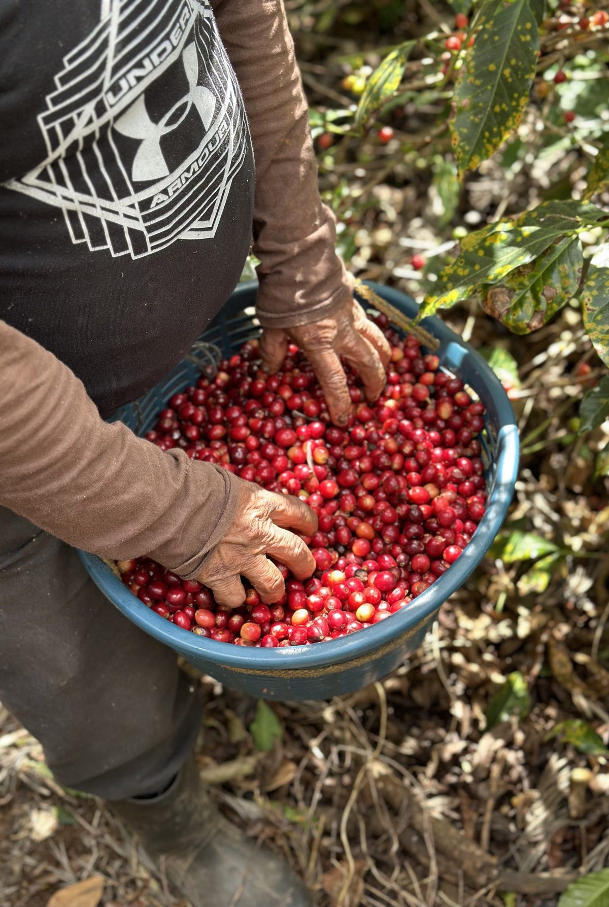 A picker's hands in a basket full of red cherries at Finca Santa Ana