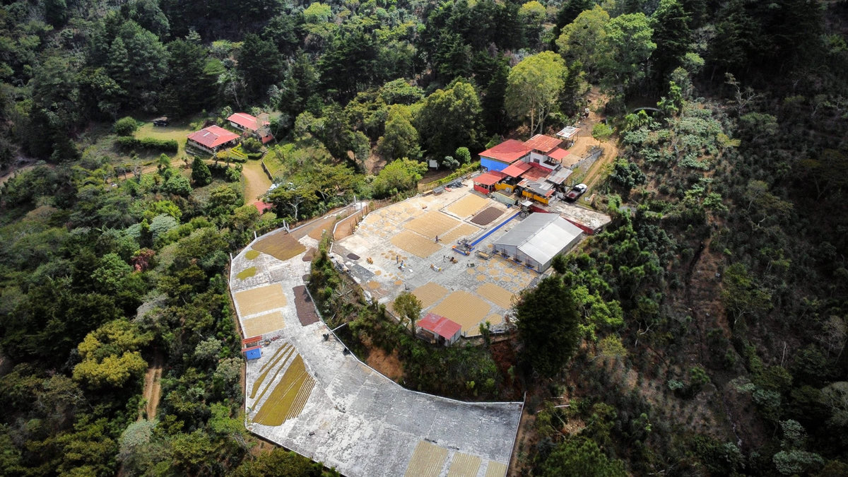 Aerial view of the Finca Santa Ana wet mill and drying patios carved into dense forested hillside