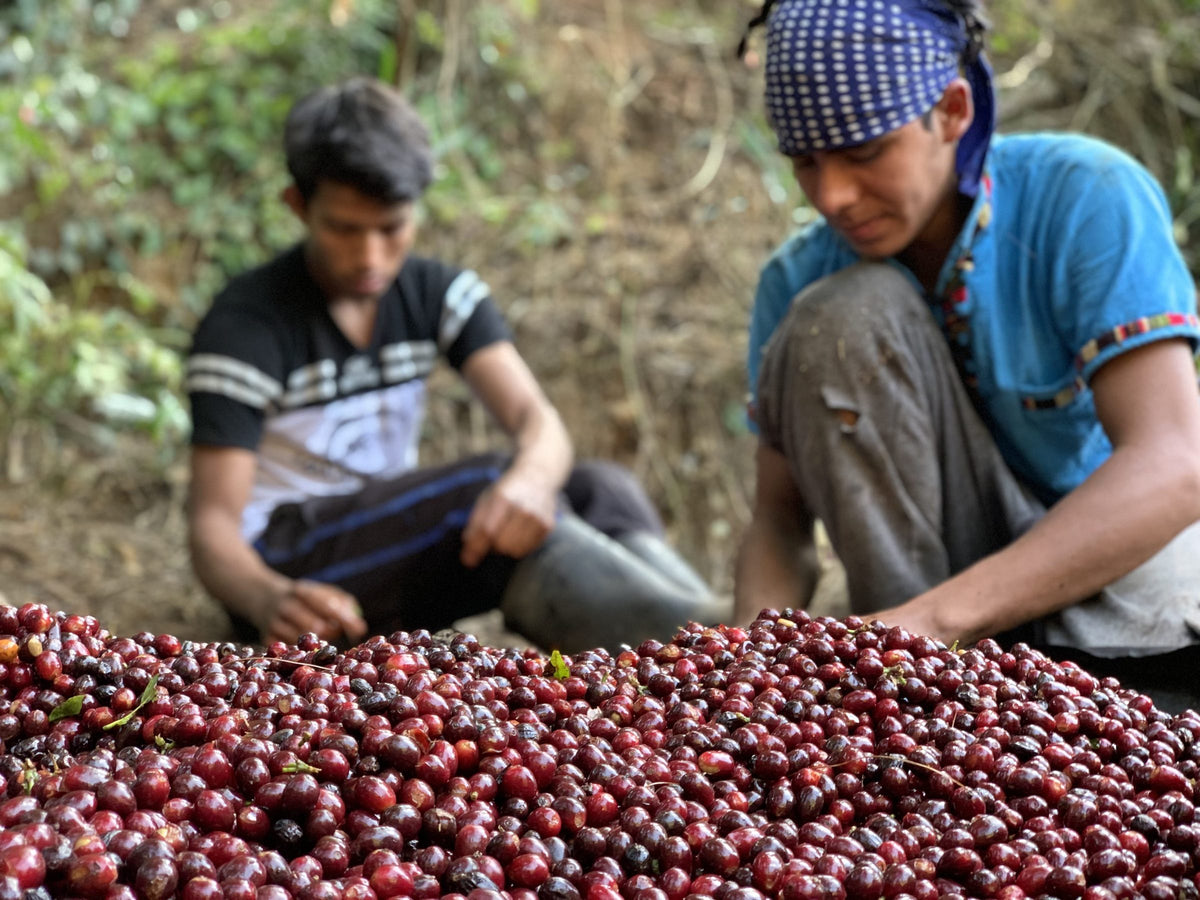 Two young workers kneeling to sort a large pile of freshly picked red cherries at Finca Santa Ana