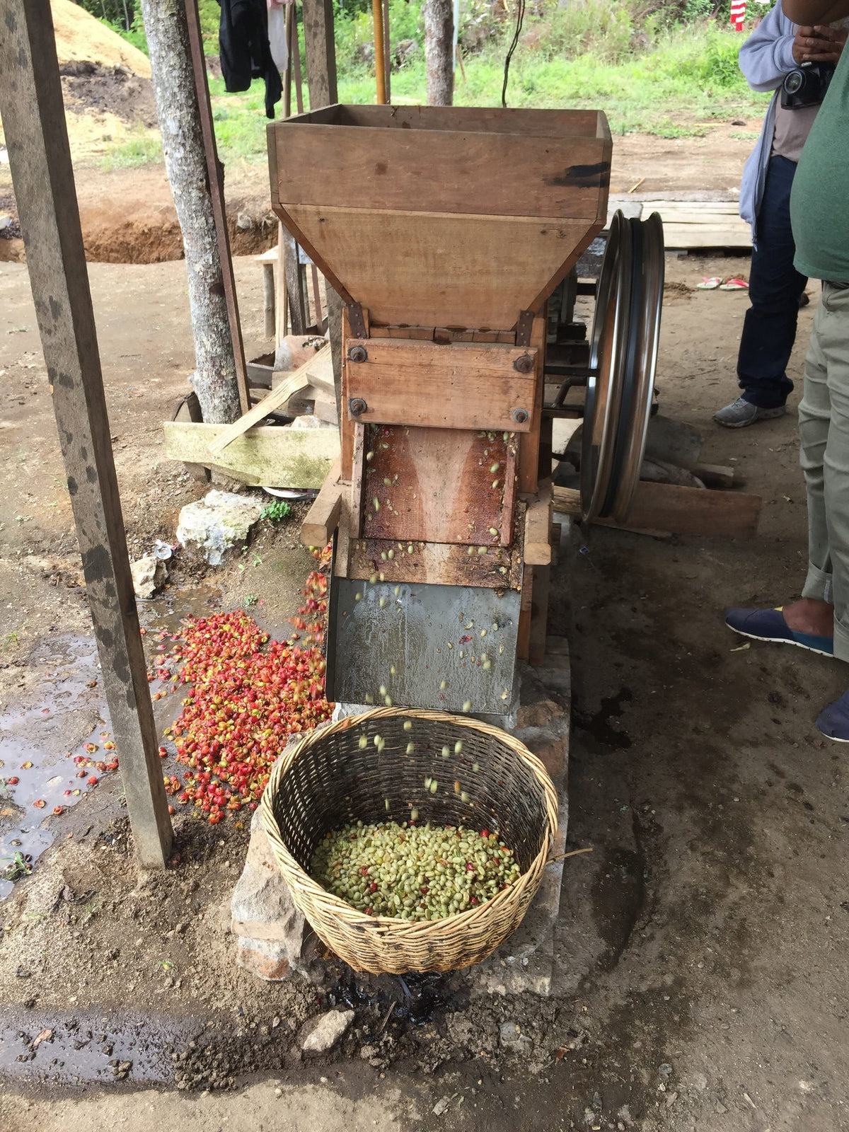 A wooden hand pulper with fresh red cherries on the ground and a woven basket of pulped beans below it