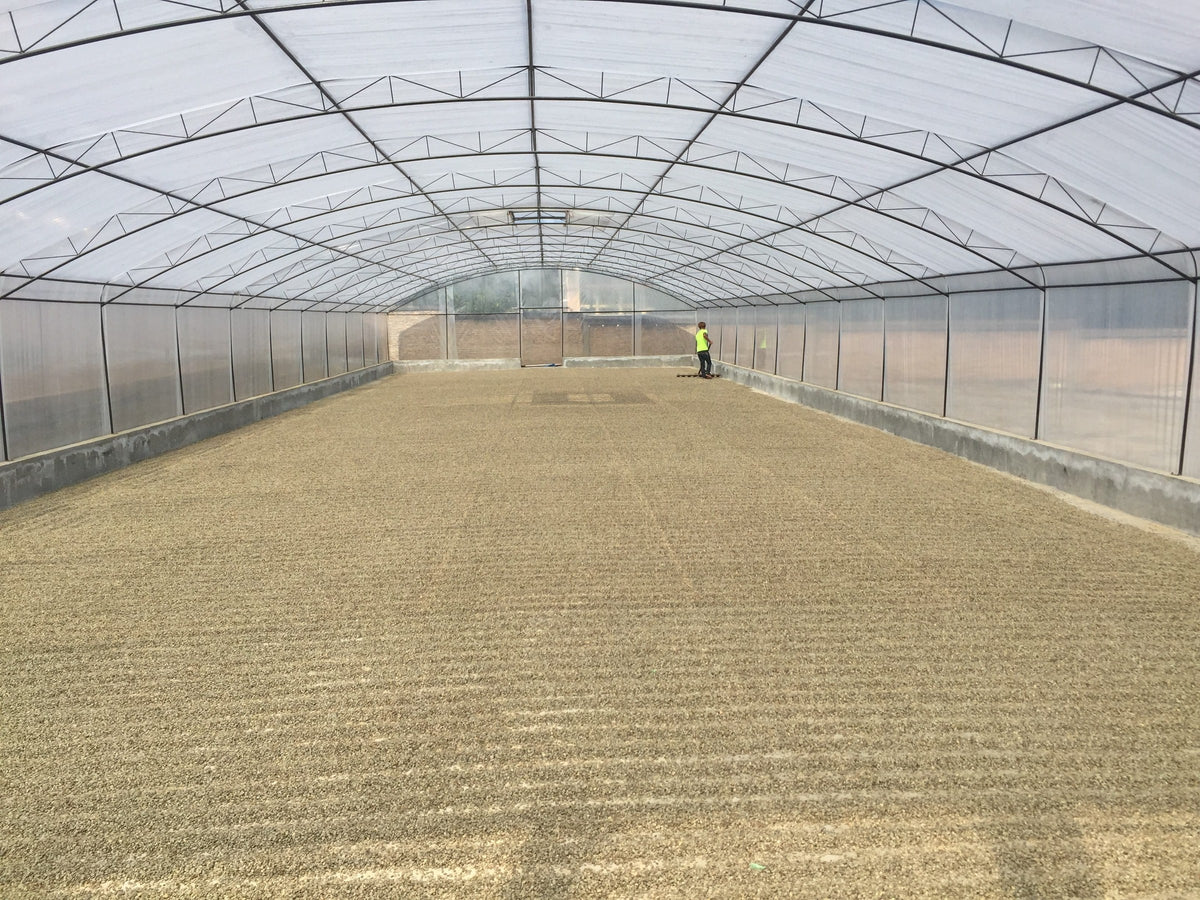 Parchment coffee drying in rows on the floor of a long plastic greenhouse