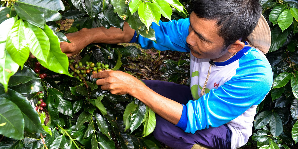 A man in a blue-and-white shirt picks coffee cherries from a branch among glossy leaves