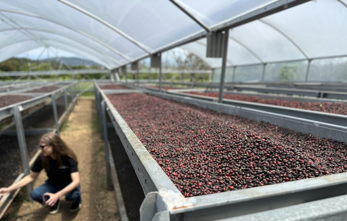 Long raised beds of red natural coffee drying in a greenhouse at Hacienda La Esmeralda, a worker crouched at the end