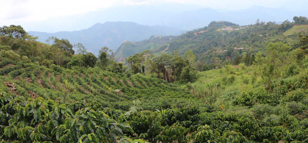 Wide panorama of hillsides planted in coffee rows under hazy mountains