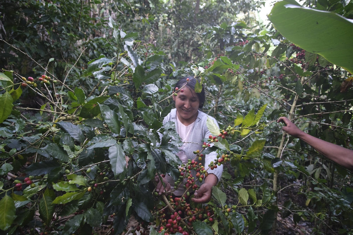 A smiling woman picking ripe cherries among dense coffee branches