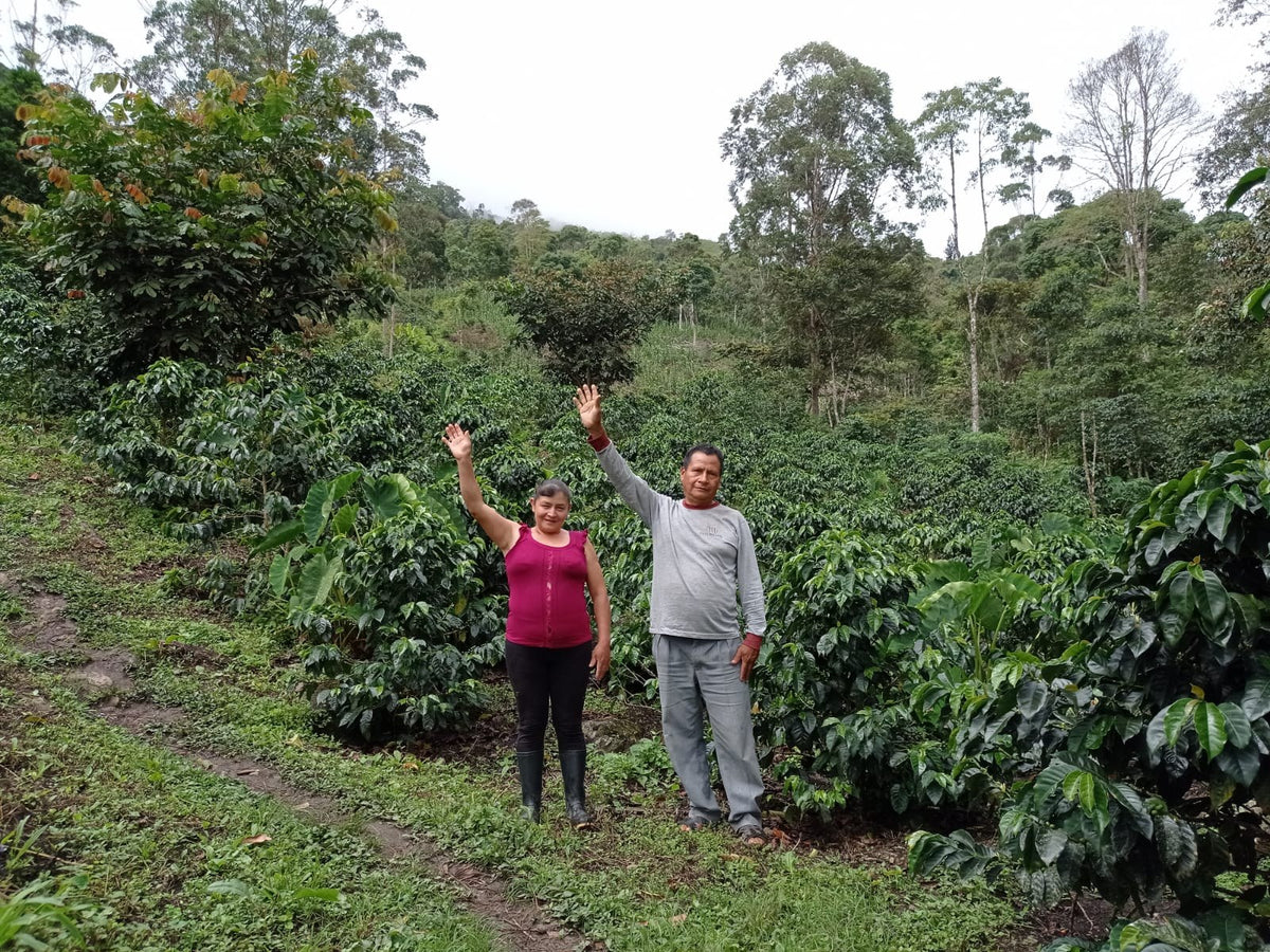A woman and a man waving from a path between coffee plants on a forested slope