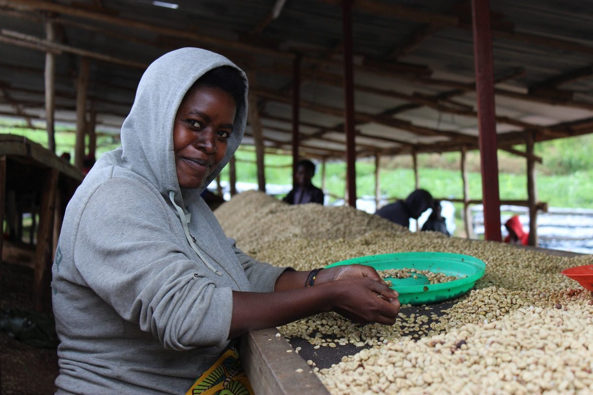 Smiling woman in a grey hoodie sorting parchment with a green basin at the Sholi drying shed