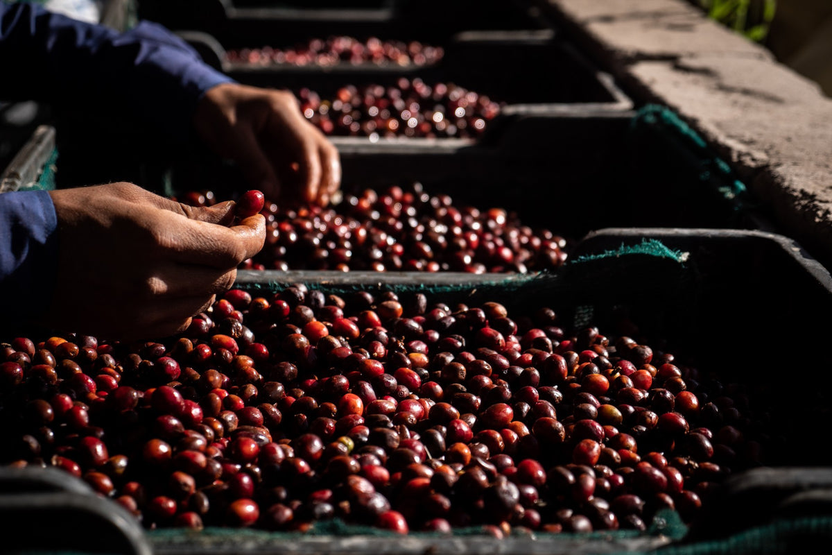 Hands sorting red coffee cherries drying on raised trays