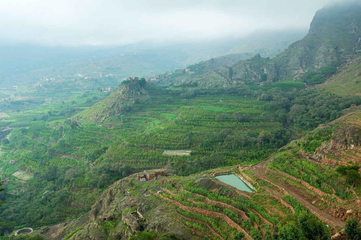 Green coffee terraces falling into a misty valley in Yemen
