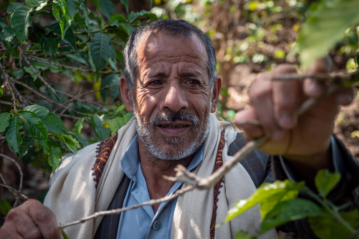Portrait of an older Yemeni coffee farmer in a white shawl among coffee branches
