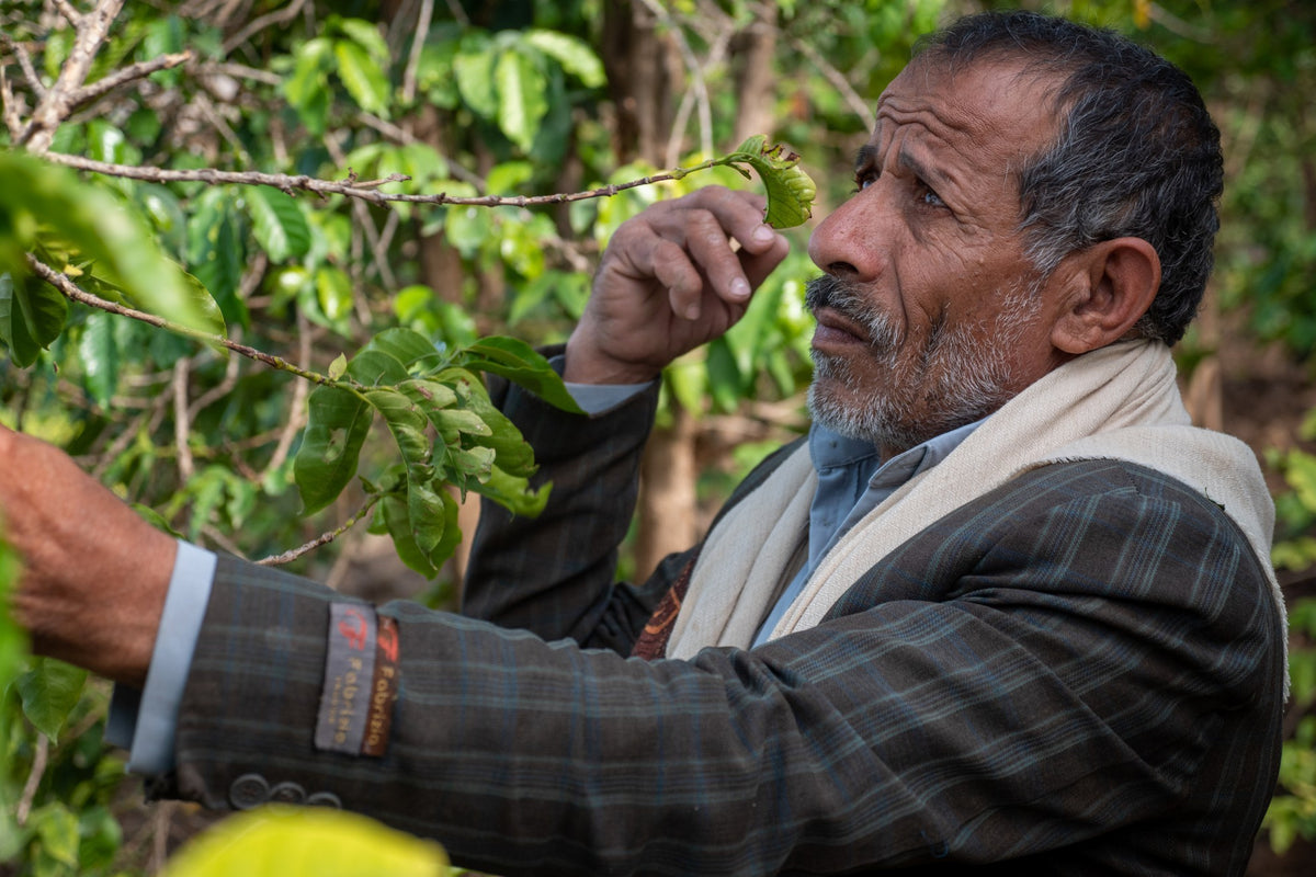 Farmer in a white shawl smelling the leaves of a coffee branch