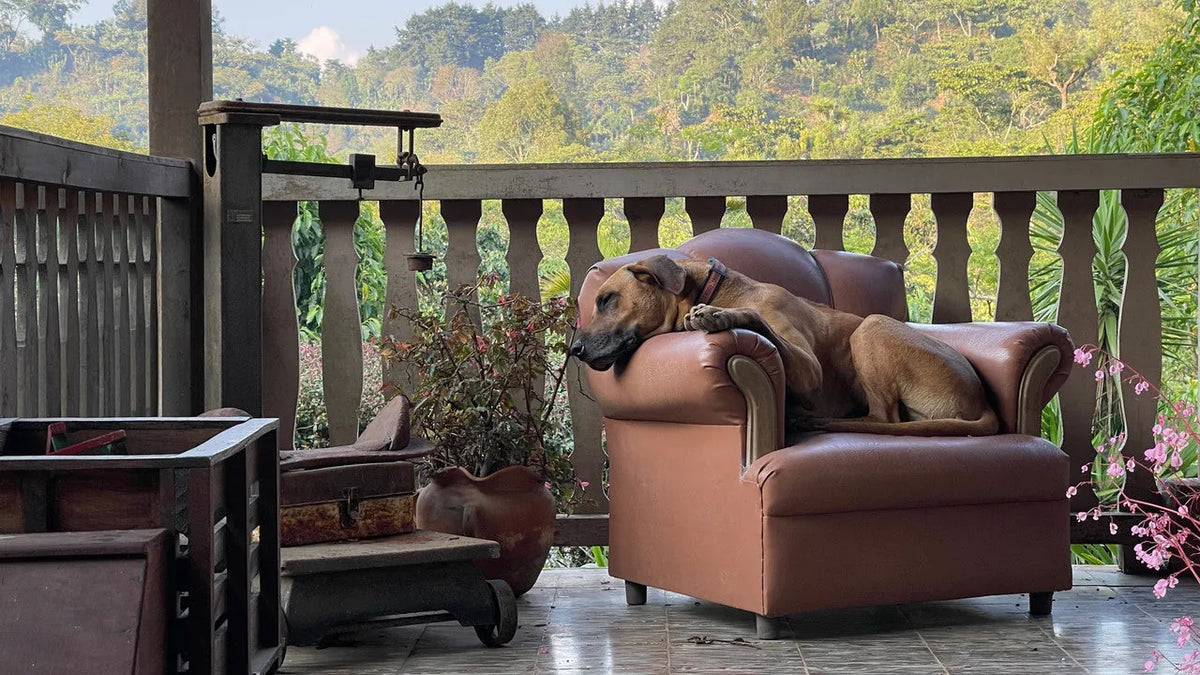 Farm dog resting on a leather chair on the Finca Santa Ana farmhouse porch
